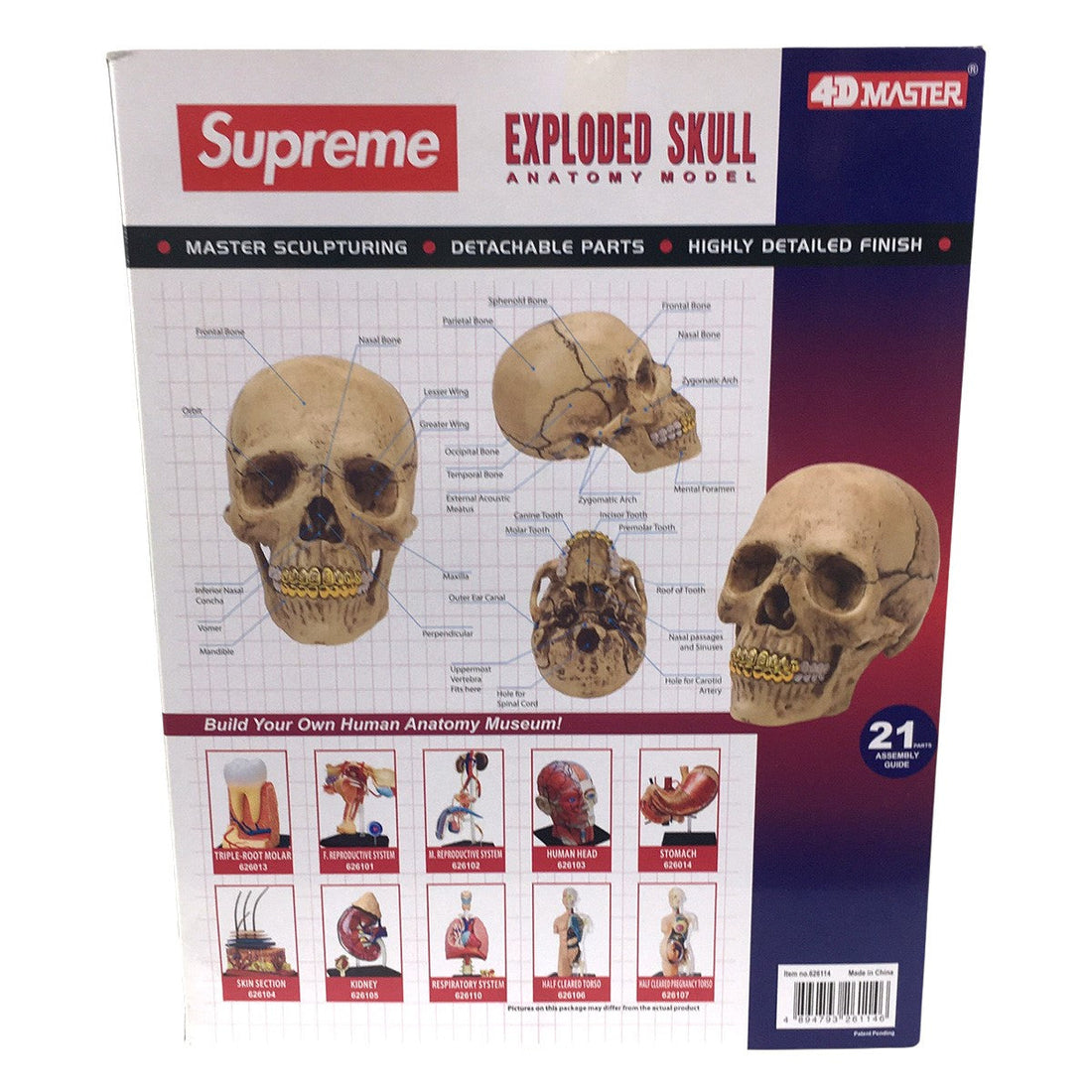 Supreme 4D Master Exploded Skull Anatomy Model (FW24) - Pre-owned