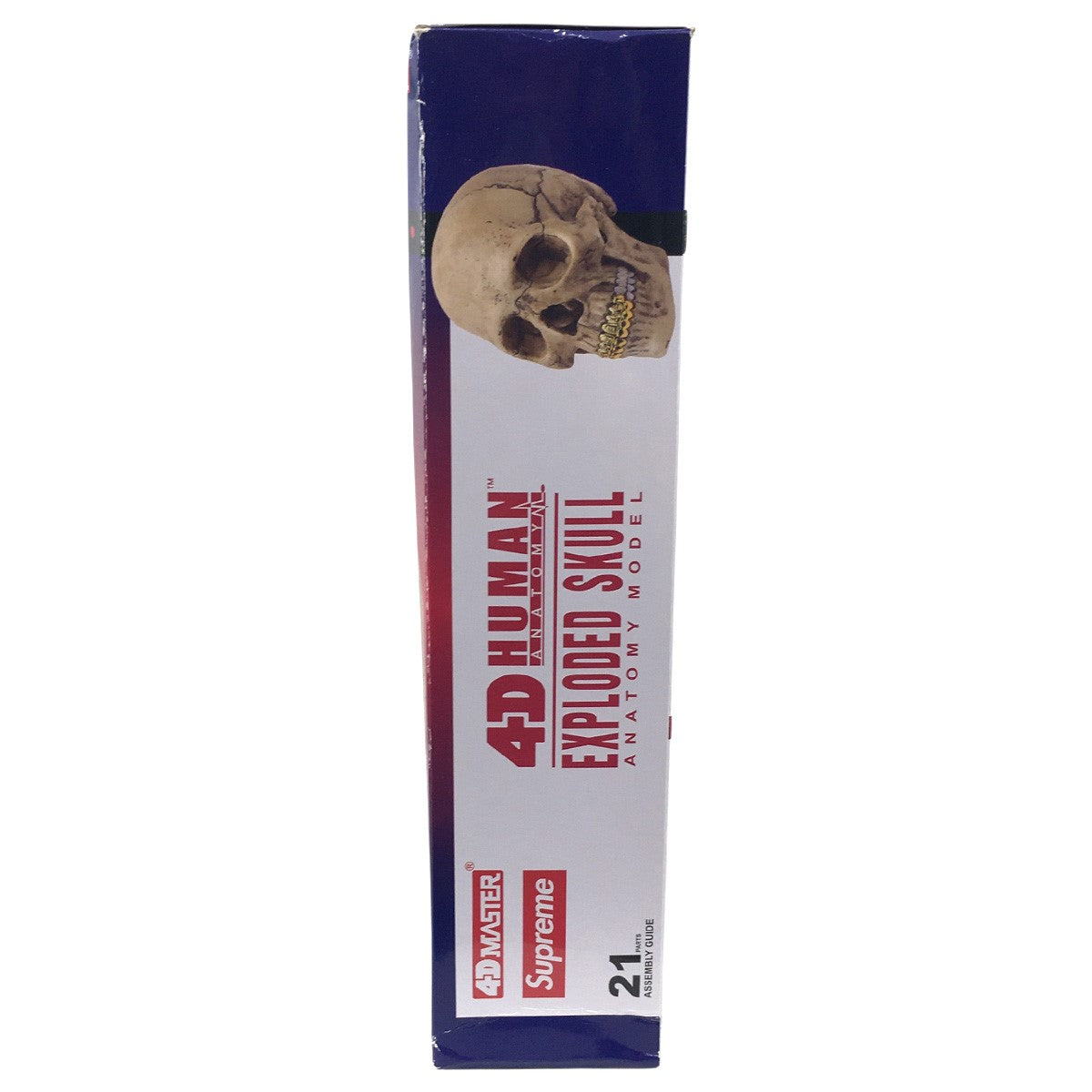 Supreme 4D Master Exploded Skull Anatomy Model (FW24) - Pre-owned