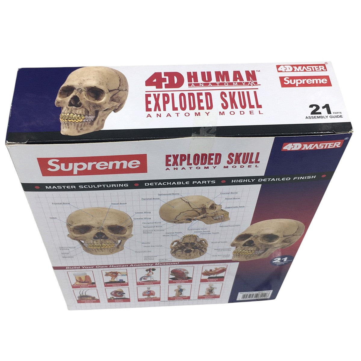 Supreme 4D Master Exploded Skull Anatomy Model (FW24) - Pre-owned